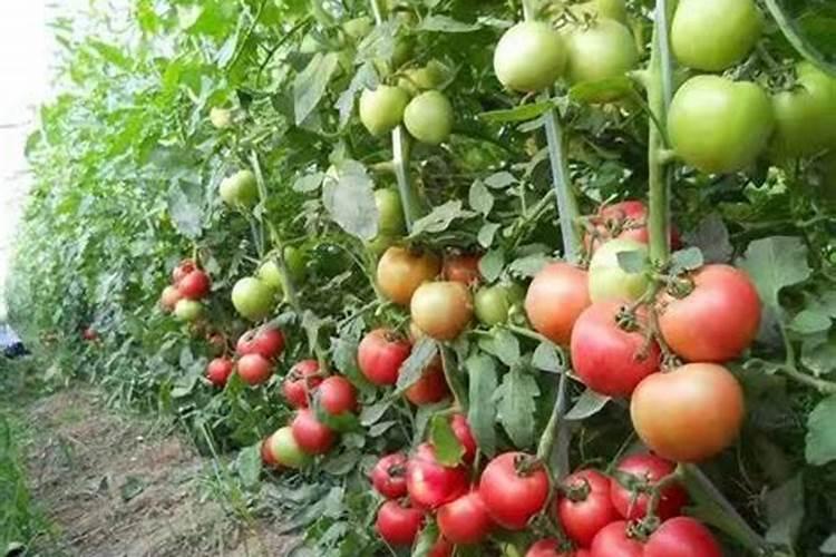 番茄产量高,施肥有技巧!这些很实用,一定要记牢!