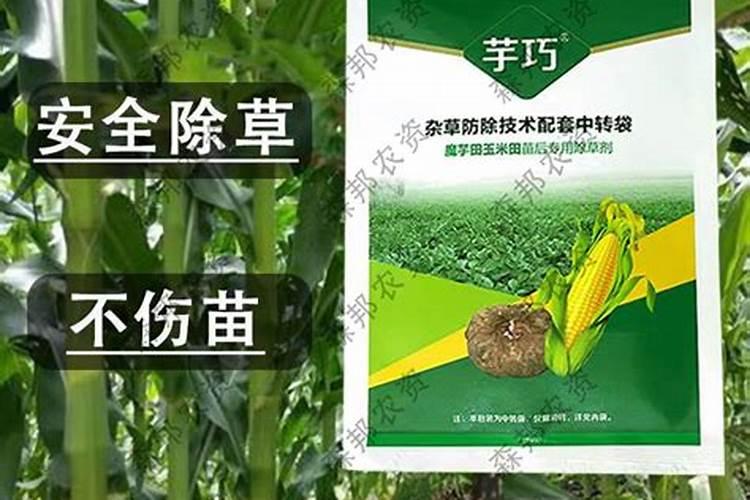 蓝莓用什么肥料最好