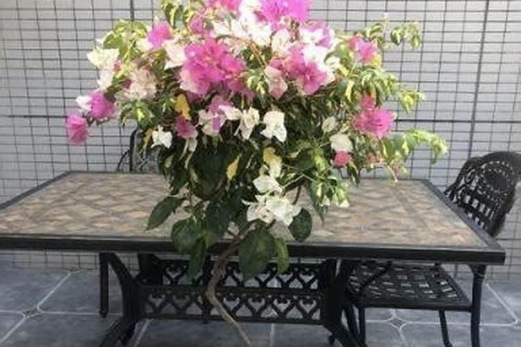 绿萝用什么肥料长得快,含氮的有机肥最利于生长