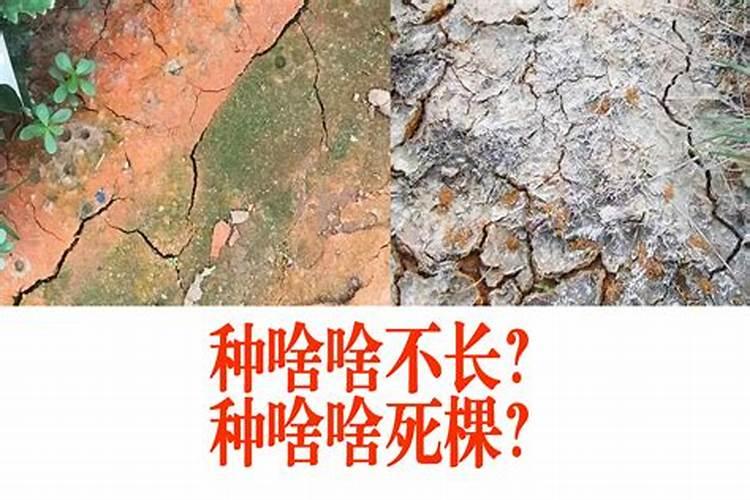 13元素水溶肥打多了玉米会出现什么后果