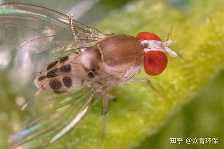 葡萄上的果蝇怎么治