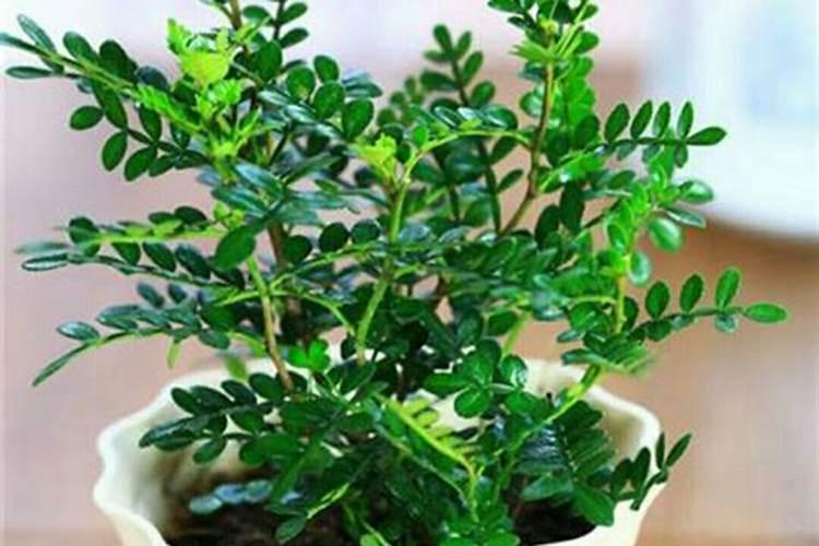 红薯怎么种植才能高产