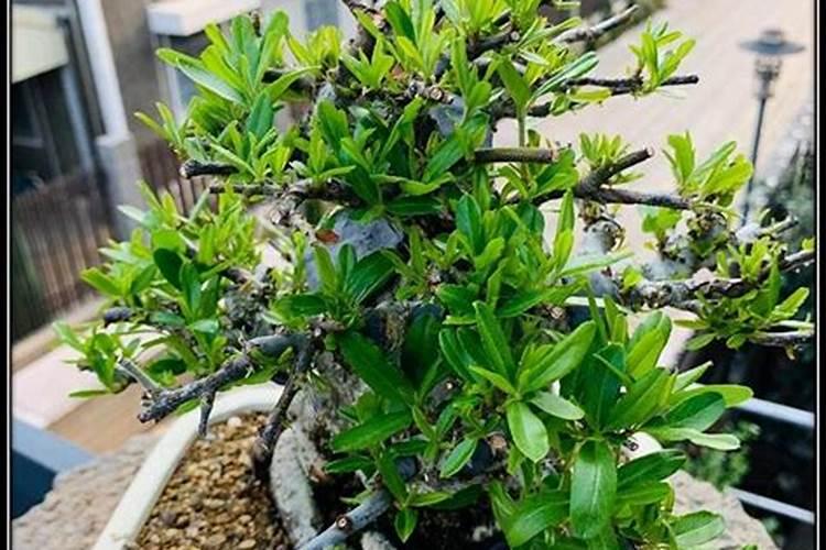 火棘用什么肥料长得快