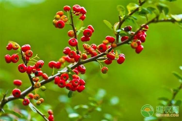 火棘不结果怎么办,疏蕾养护并追施肥料