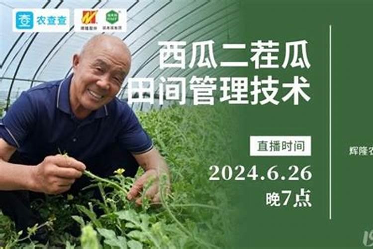 露天西瓜用什么方法能生二批瓜？