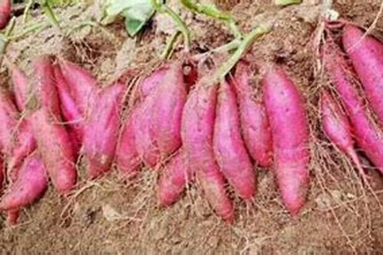 红薯追肥最佳方法