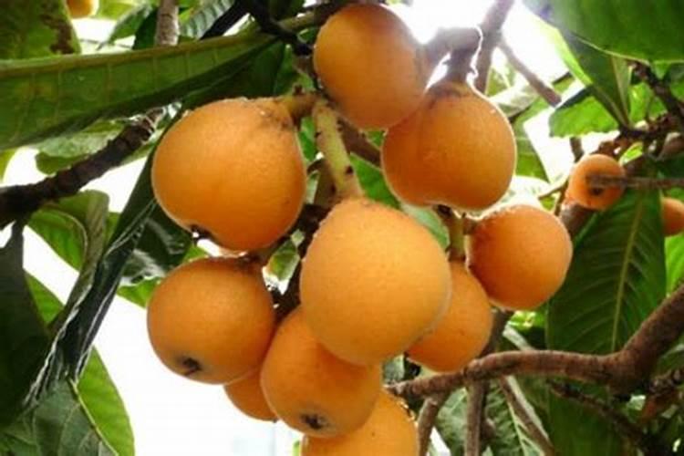 枇杷壮果用什么肥料？枇杷树壮果期的需肥特点和施肥管理建议