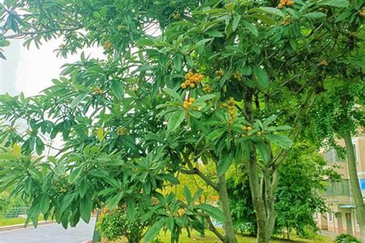 枇杷树施什么肥料最好？