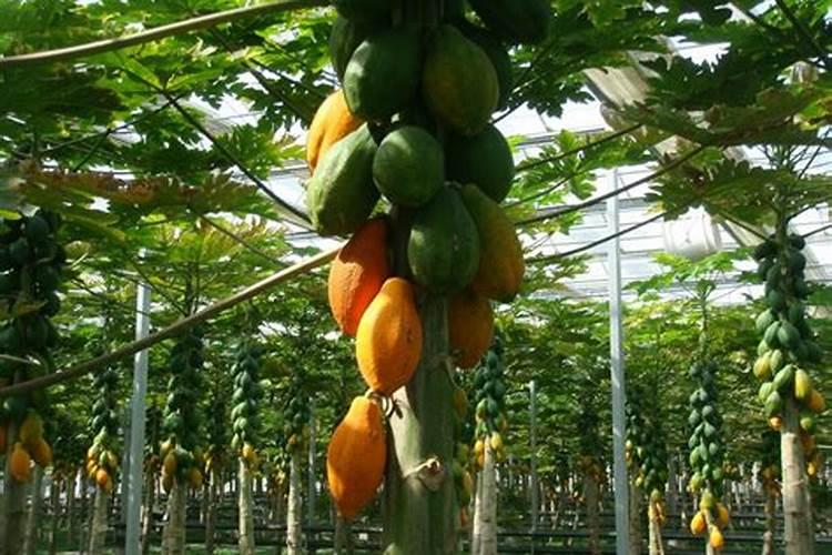 木瓜树的栽培技术