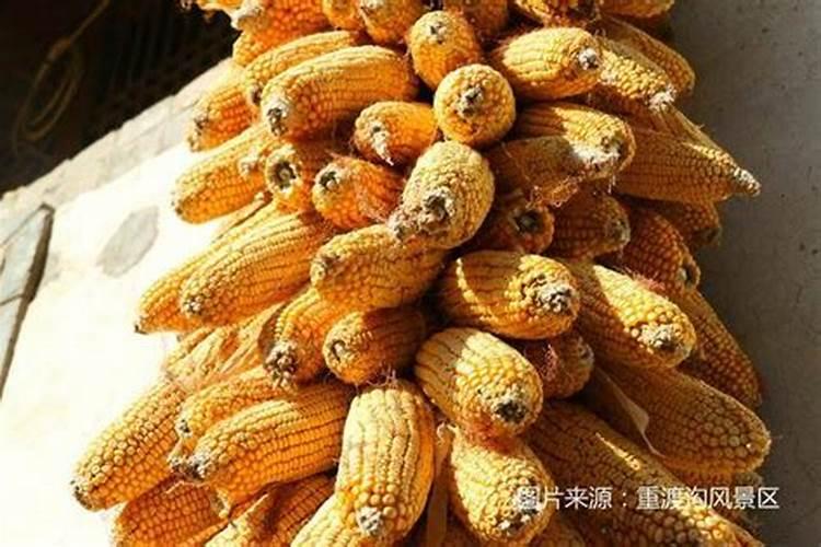 玉米套餐温度多少度打最好