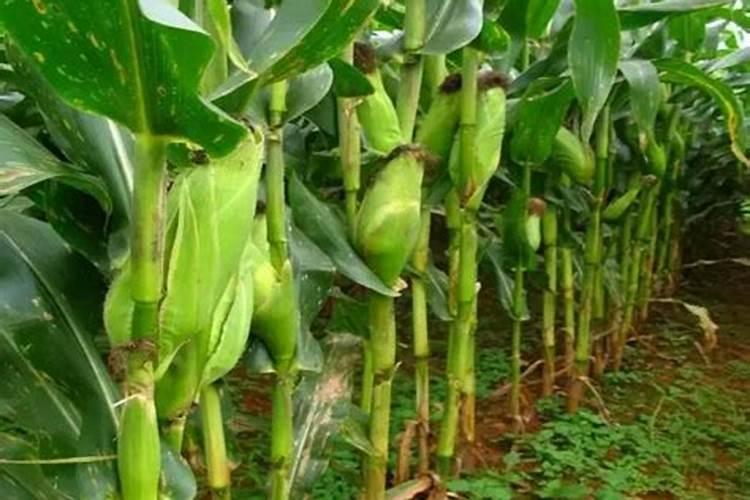 玉米什么时候打叶面肥好 使用方法有哪些