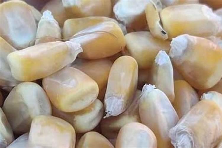 玉米授粉期可以打叶面肥吗