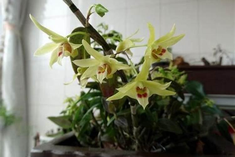 你知道怎么正确的给石斛兰施肥,才能让花开得更艳丽吗？