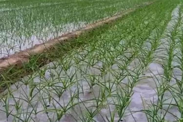 葡萄叶面肥有哪几种