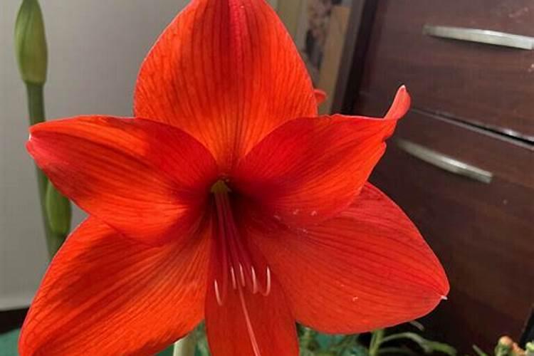 朱顶红喜肥吗,喜欢施什么肥料