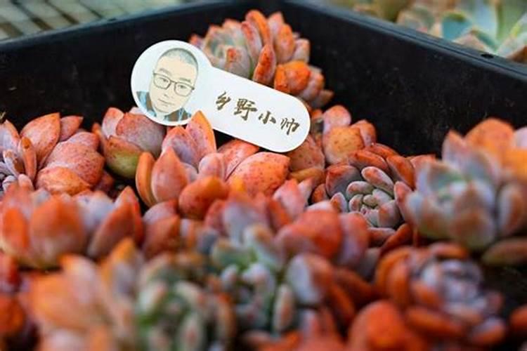 多肉可以用糖化硼肥片吗