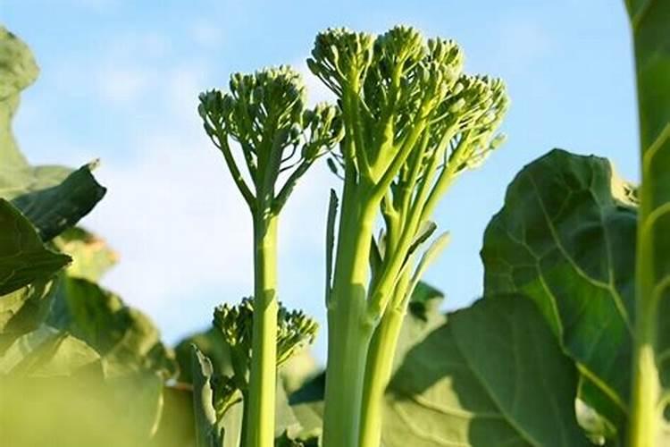 西兰花高温打什么药好