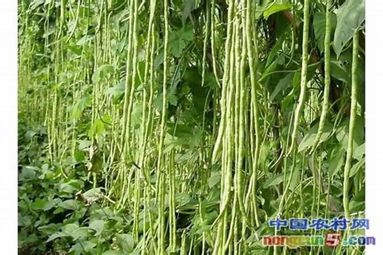 豆角保花保果农药最佳配方