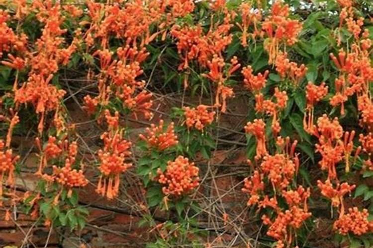 炮仗花怎么施肥炮仗花的正确施肥方法