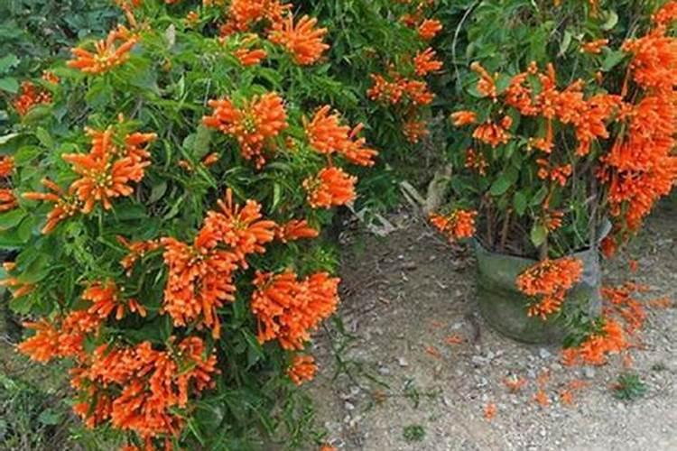 炮仗花如何施肥,根据生长开花施肥忌过量烧根