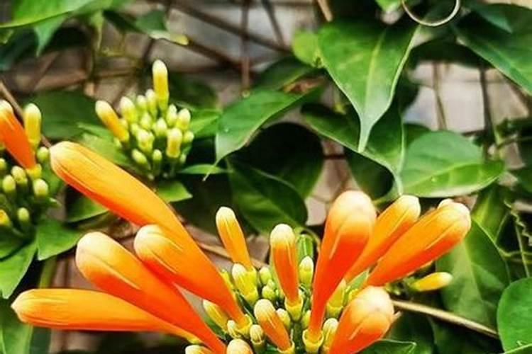 炮仗花怎么施肥