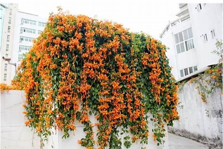 炮仗花怎么施肥