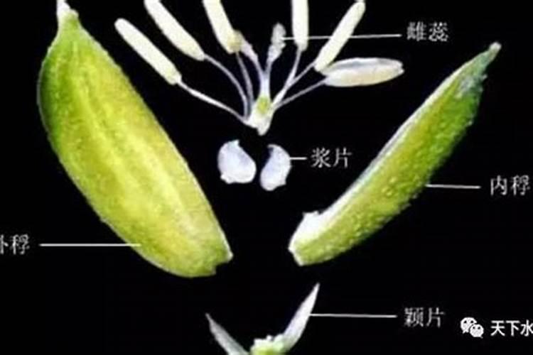 水稻破口期打什么农药