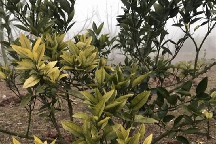 柑子树种植技巧