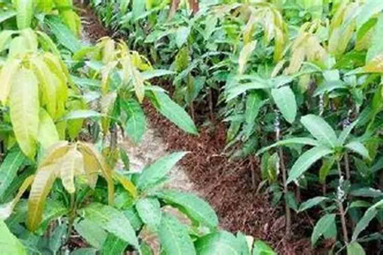 芒果用什么肥料能快速成长？施肥几次？