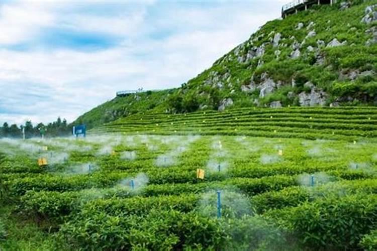 茶树可以打复硝酸钠