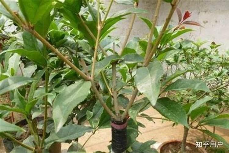 桂花树如何施肥