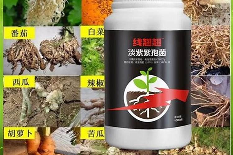 西瓜苗杆变短最快解决方法