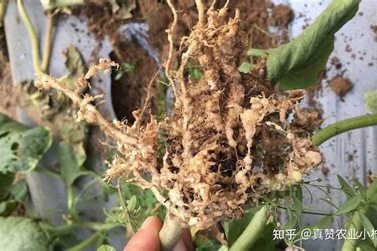 下久了雨,脐橙落叶怎么办？