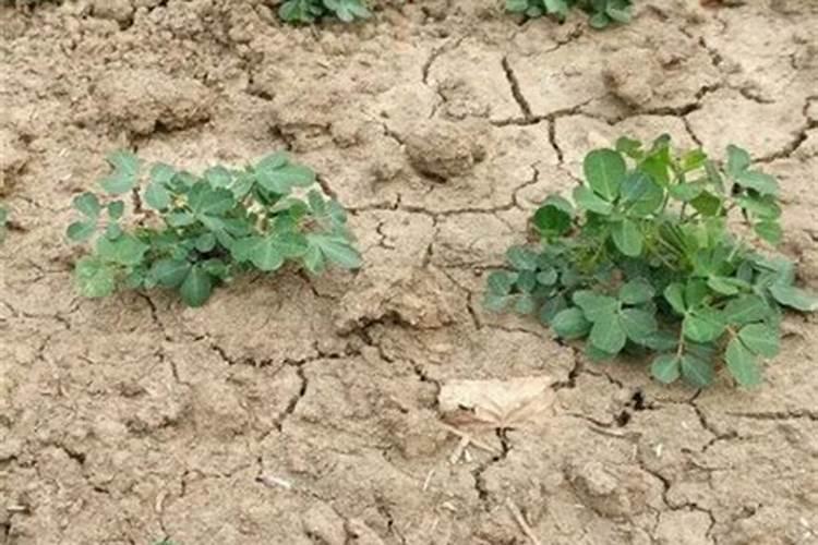 高温干旱天气可以喷叶面肥吗