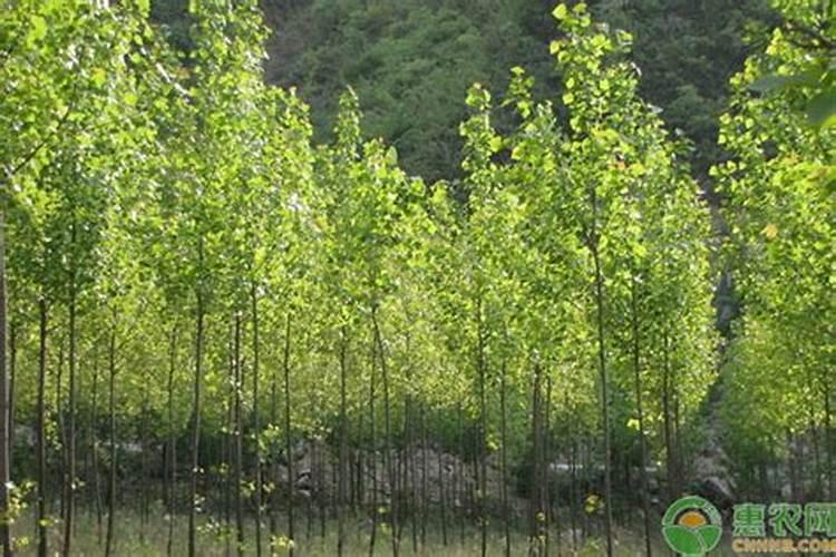 速生杨怎样施肥