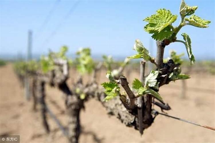 葡萄补钙最佳时间(给葡萄补钙什么钙肥最)