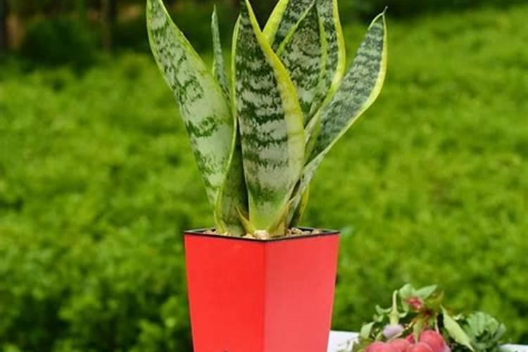 葡萄树叶面肥有哪些？不同时期叶面肥的运用？