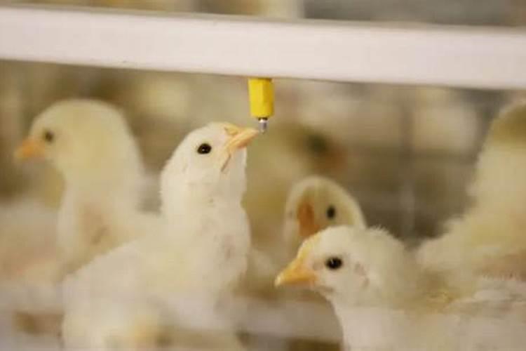 林下养鸡,林下养鸡技术方法