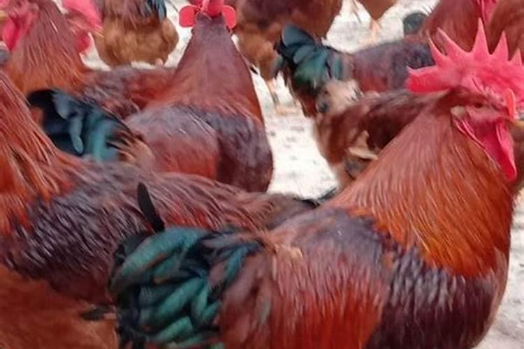 果园里如何养鸡