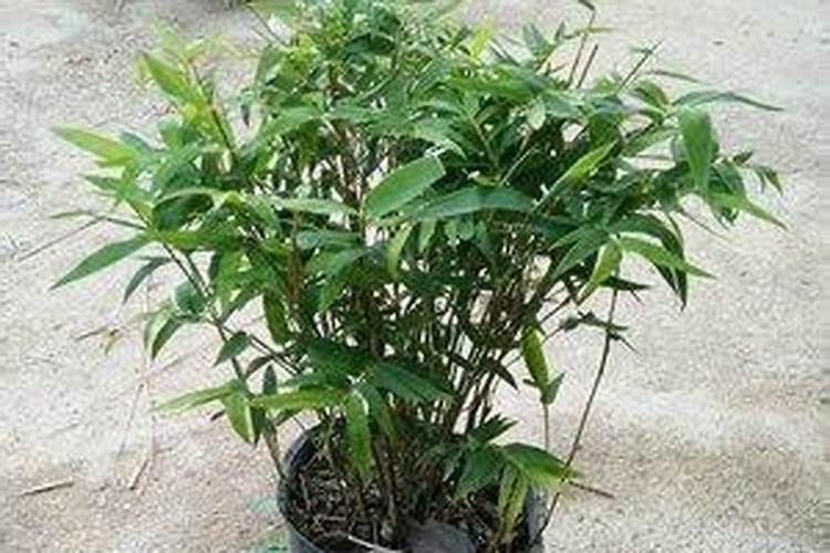 罗汉竹盆景怎么养 罗汉竹盆景养植方法
