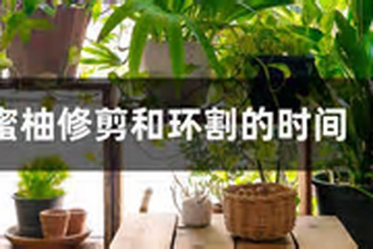 蜜柚膨大期施什么肥 怎么施肥效果好