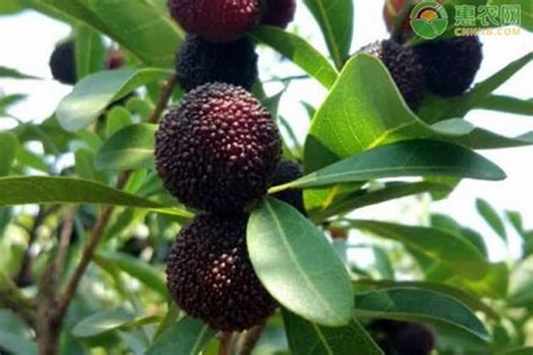 杨梅膨果期施用硼肥能显著增加种子数量吗？如何操作？