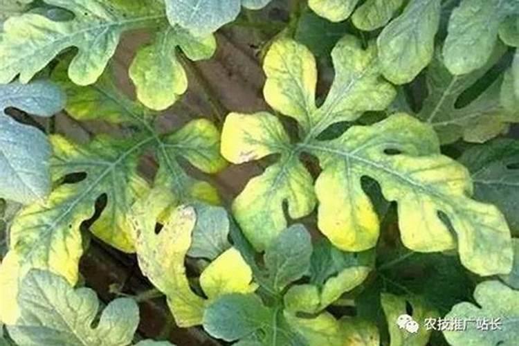 华北地区豇豆角什么时候种最好