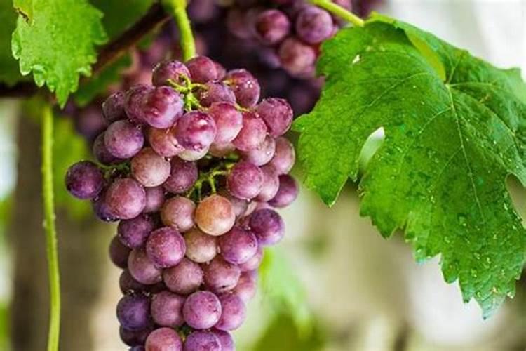 法师用什么肥料叶片又厚又肥