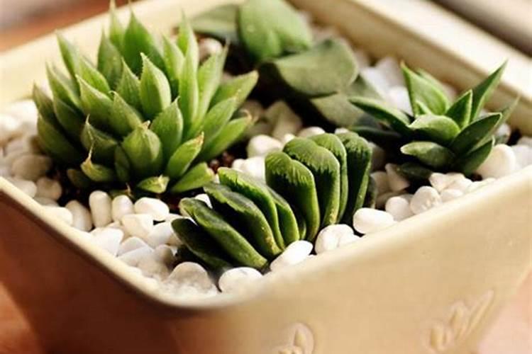 多肉植物能喷磷钾肥吗