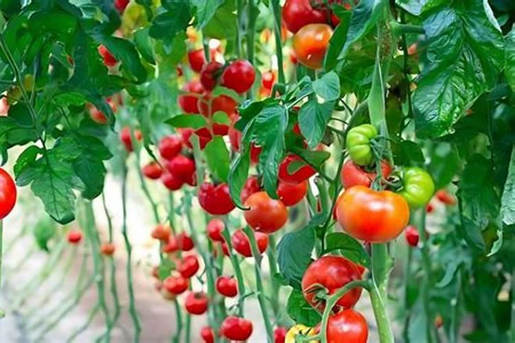 西红柿最忌讳的肥料是什么？西红柿正确的施肥方法,一定要掌握好百度...