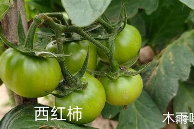 土地氮肥多,西红柿除了施糖醇钙还需补云苔素和氨基酸吗