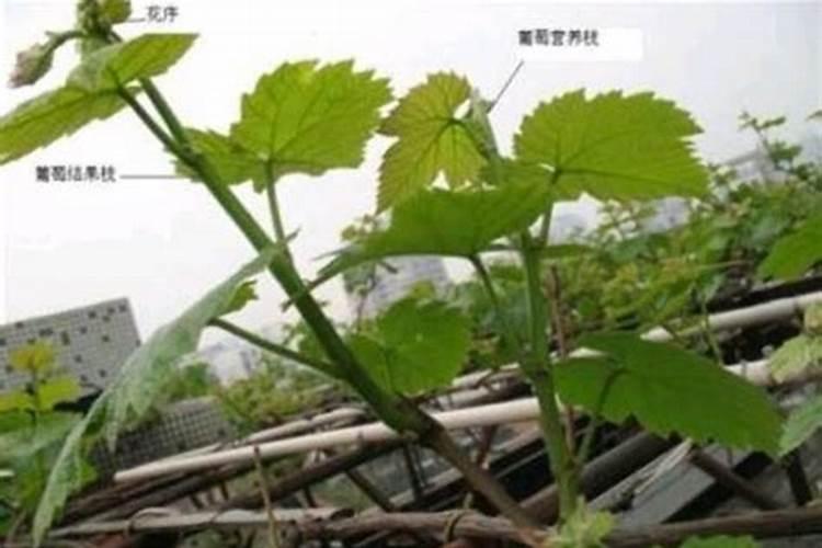 香菇怎样使用叶面肥？