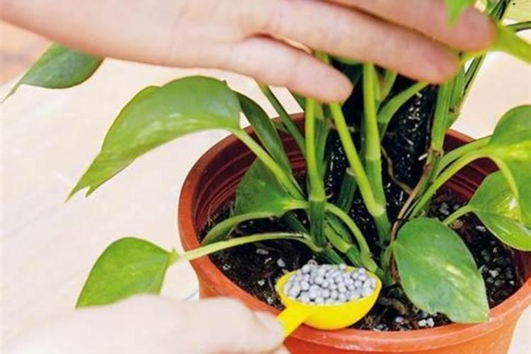 花草施肥在什么时间最好;刚种的花可以施肥吗