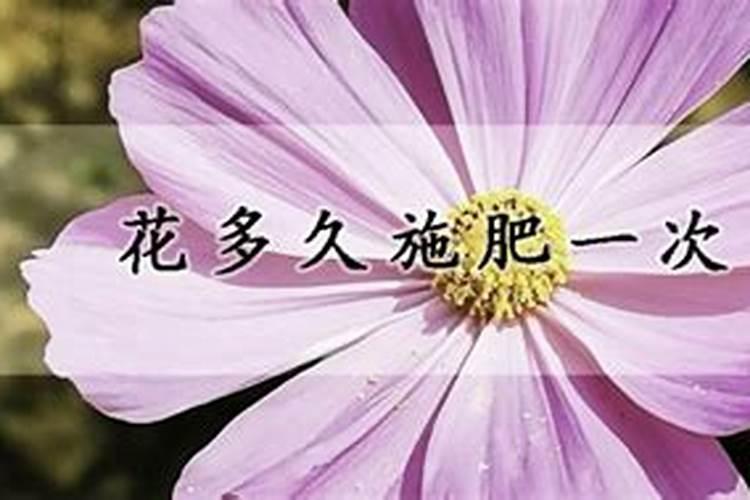养花多久施一次肥 花草需要隔多久施肥？